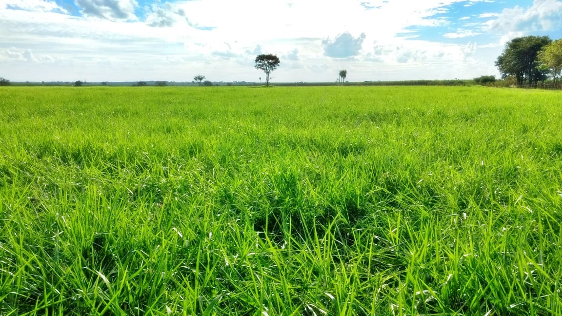 Pastagem de MG-4 1.jpeg